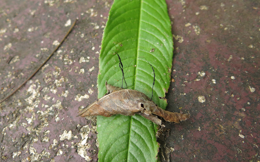 ѩm~̿ǾXylaria hedyosmicolaЇ(gu)Ꭷr(nng)I(y)ƌW(xu)ԺᎧ＼g(sh)оD