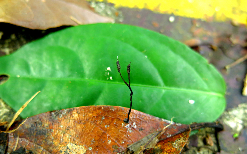 ϴ^~̿ǾXylaria polysporicolaЇᎧr(nng)I(y)ƌW(xu)ԺᎧ＼g(sh)оD