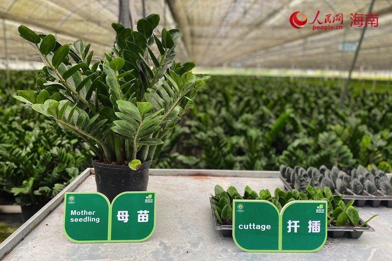 金錢樹種植基地技術(shù)展示區(qū)。李浩蓉?cái)z