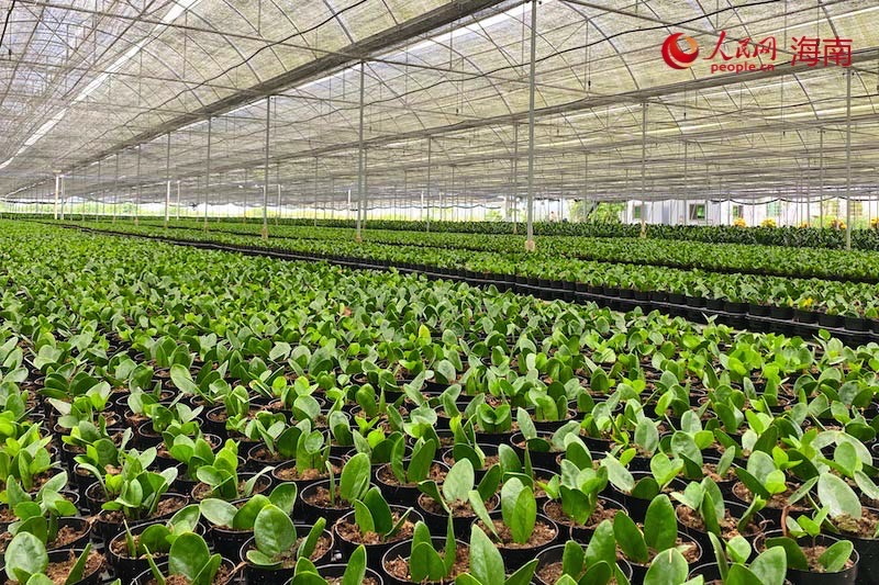 樂東佛羅鎮(zhèn)金錢樹種植基地，金錢樹長勢喜人。李浩蓉攝