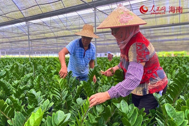 樂東佛羅鎮(zhèn)金錢樹種植基地，村民正在修剪枝葉。李浩蓉?cái)z