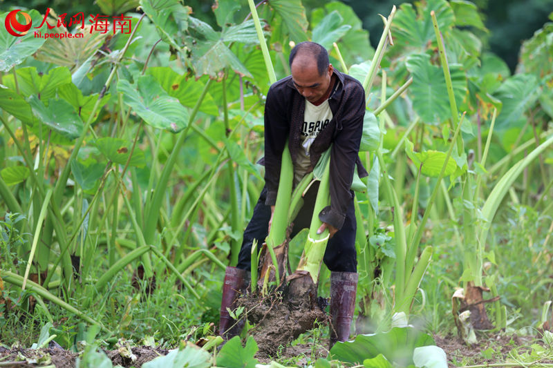 村民正奮力拔起香芋。 人民網(wǎng) 孟凡盛攝