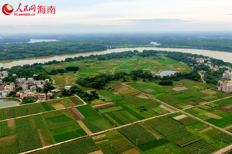 ?？谑旋埲A區(qū)五一村委會香芋種植面積約700畝。 人民網(wǎng) 孟凡盛攝