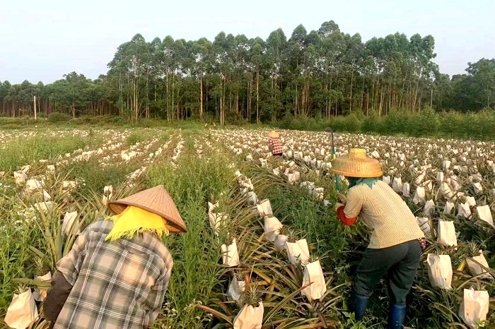 臨高縣臨城鎮(zhèn)蘭羅村村民在鳳梨種植園間忙碌。