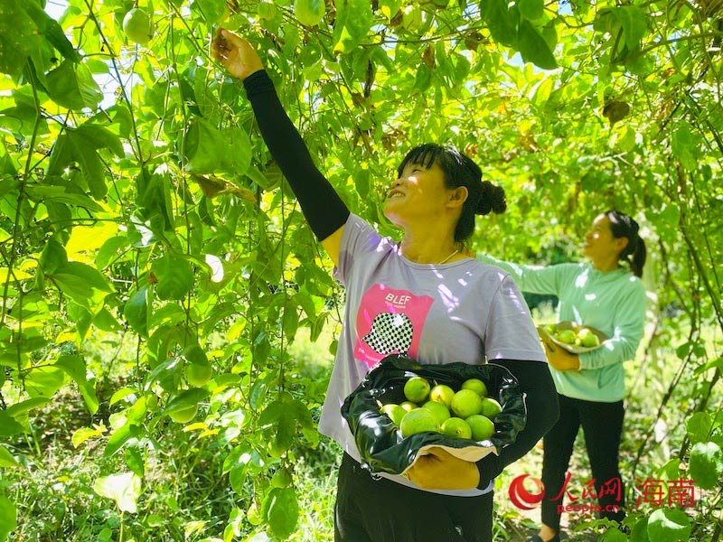 百香果豐收，農戶采摘忙。李浩蓉攝