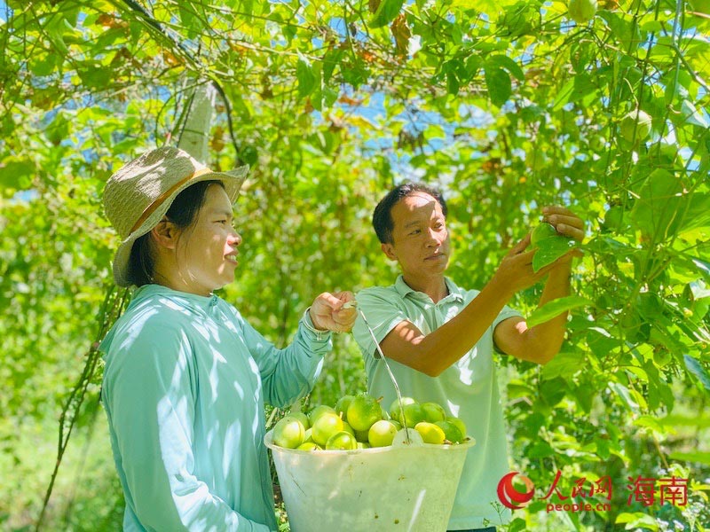 農(nóng)戶正在采摘百香果。李浩蓉?cái)z