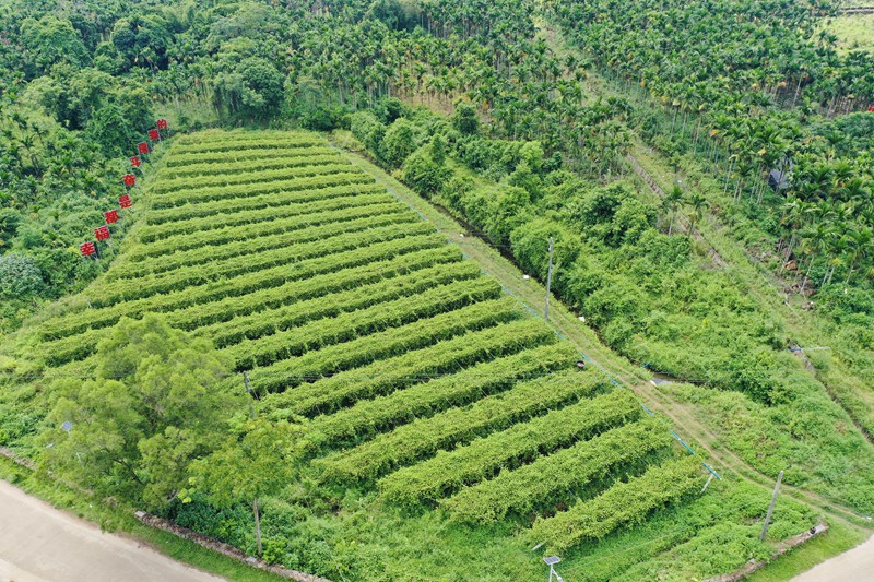 嶺口鎮(zhèn)田堆村綠油油的百香果園。張博攝