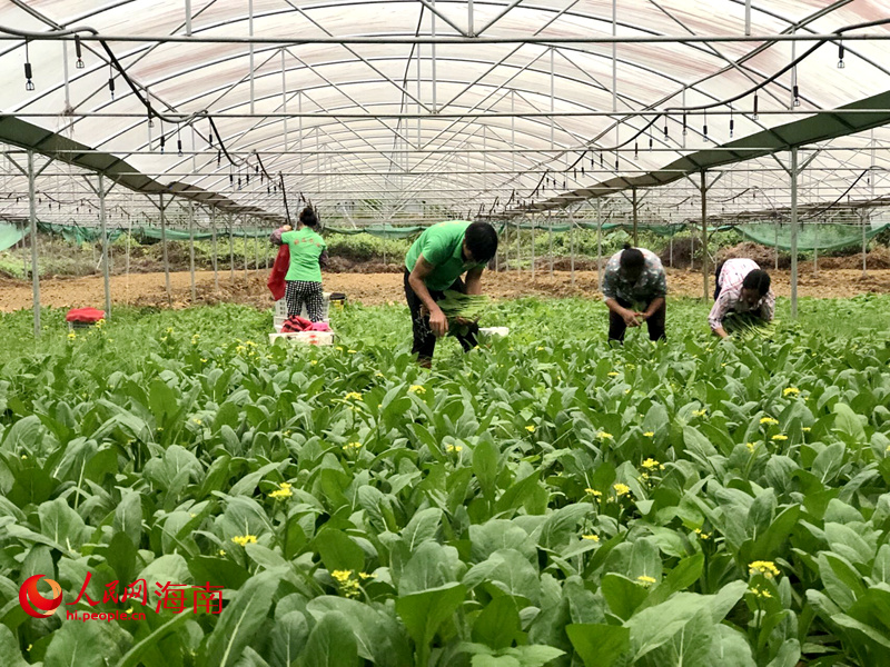 張?zhí)旃獾氖卟嘶乩?，農(nóng)戶正在收菜。人民網(wǎng) 宋彤桐攝