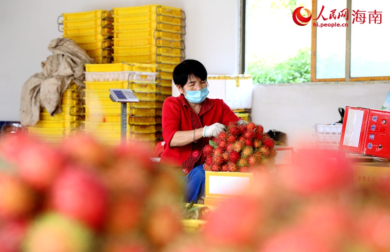 工人們正在打包紅毛丹。人民網(wǎng) 符武平攝