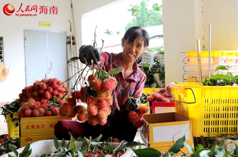 工人們正在挑選飽滿的紅毛丹。人民網(wǎng) 符武平攝