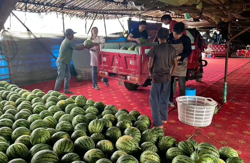 果農(nóng)們正搶抓時間將剛剛采摘的新鮮西瓜進行打包、裝車，發(fā)往全國各地。陳小芳攝