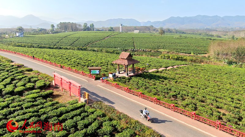 白沙生態(tài)茶園滿山滿坡的茶樹郁郁蔥蔥，目之所及皆是綠，風(fēng)景宜人。人民網(wǎng) 符武平攝