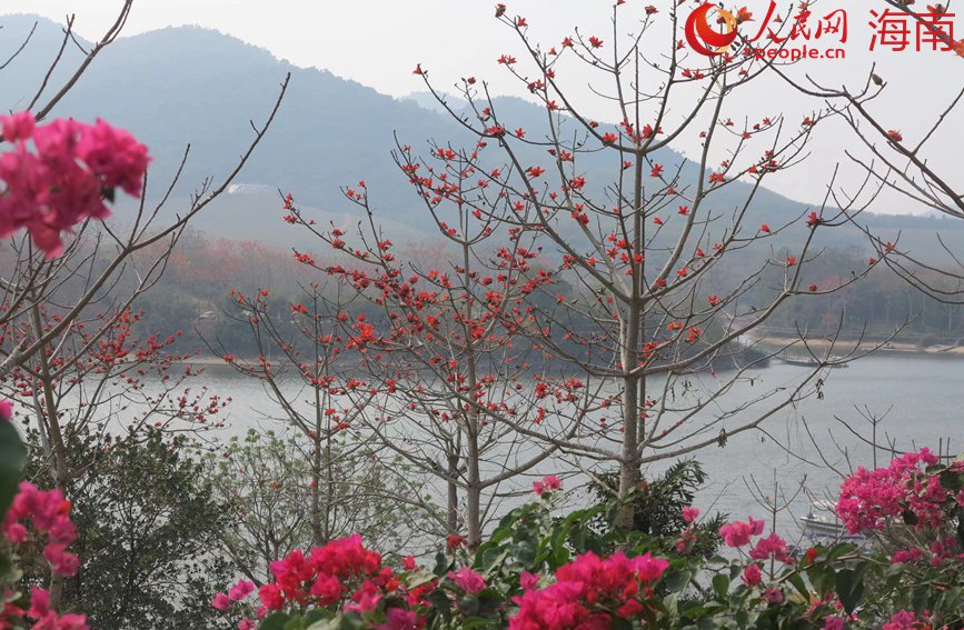 木棉紅成片，景色引人流連。人民網(wǎng) 宋彤桐攝