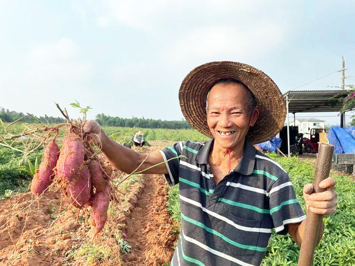 園區(qū)工人在田間展示收獲的三角寧地瓜。王金丹攝