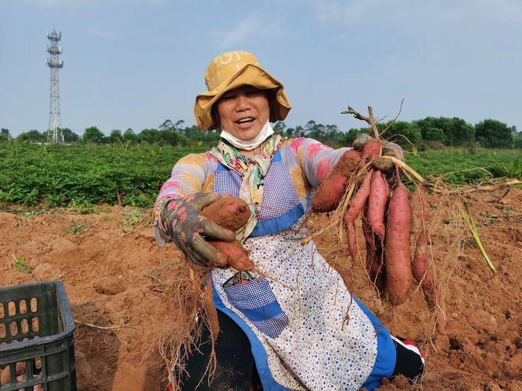 園區(qū)工人在田間展示收獲的三角寧地瓜。王金丹攝