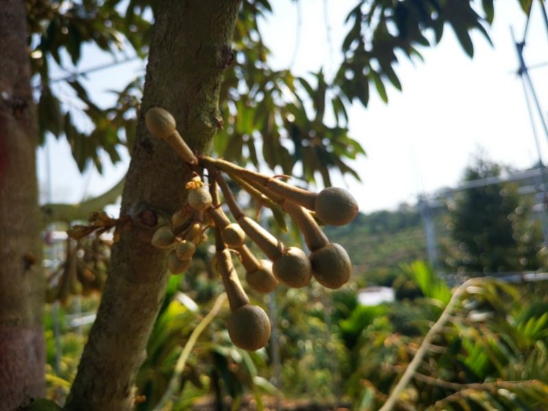 榴蓮花蕾。三亞農(nóng)業(yè)農(nóng)村局供圖