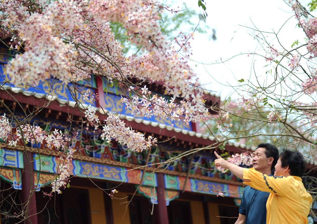 熱帶櫻花如期綻放，吸引游客前來拍照打卡。冼賀攝