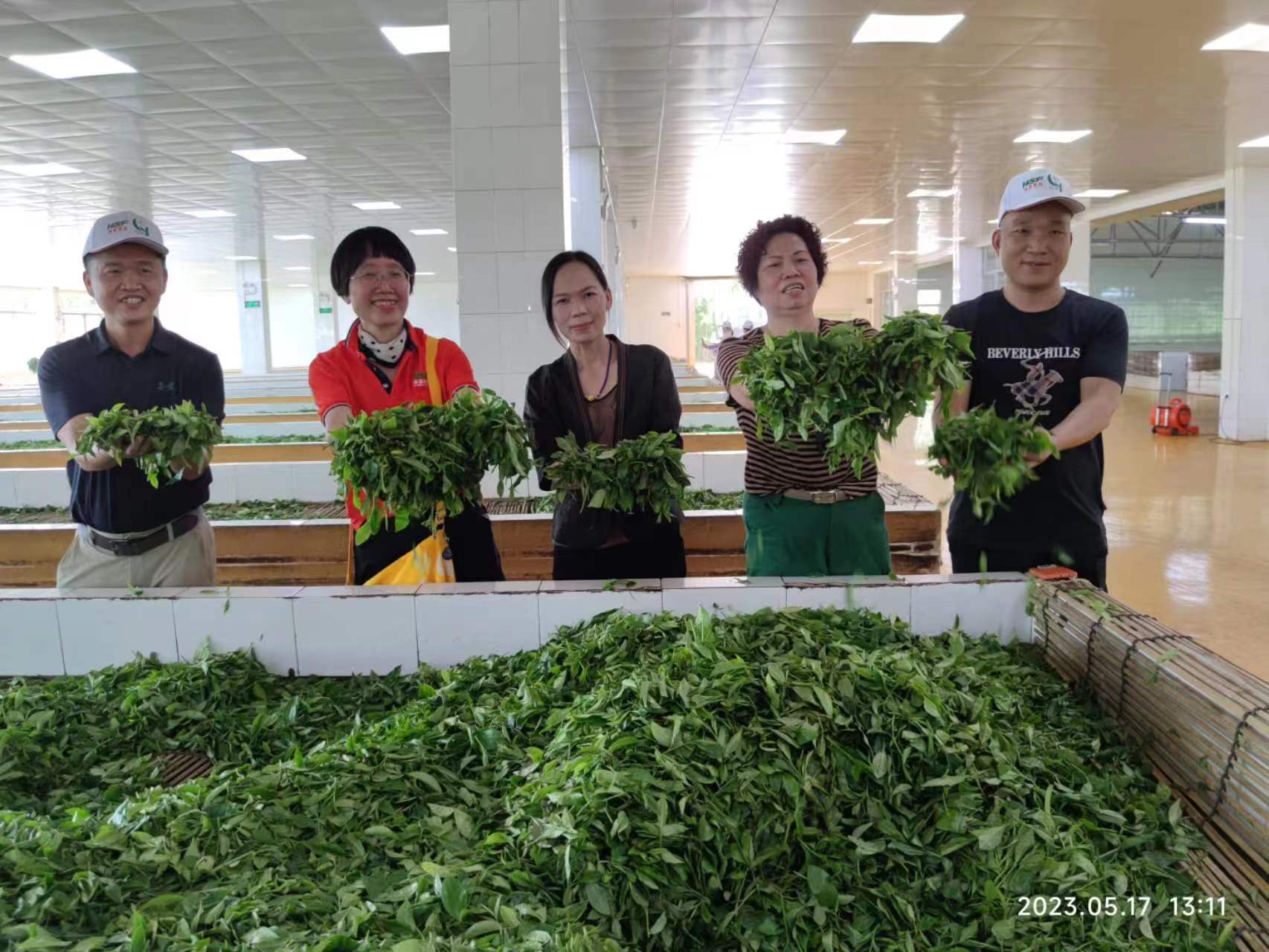 經(jīng)銷商走進(jìn)白沙綠茶生產(chǎn)車間。海墾熱作集團(tuán)供圖