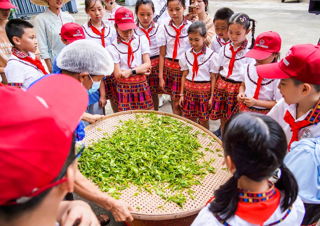 孩子們學(xué)習(xí)制茶。付金城攝