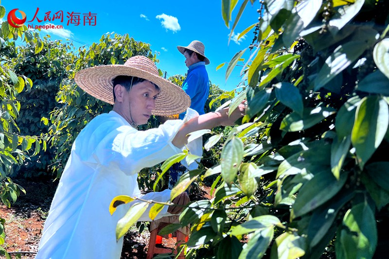 采摘胡椒。 人民網(wǎng)記者 李學(xué)山攝