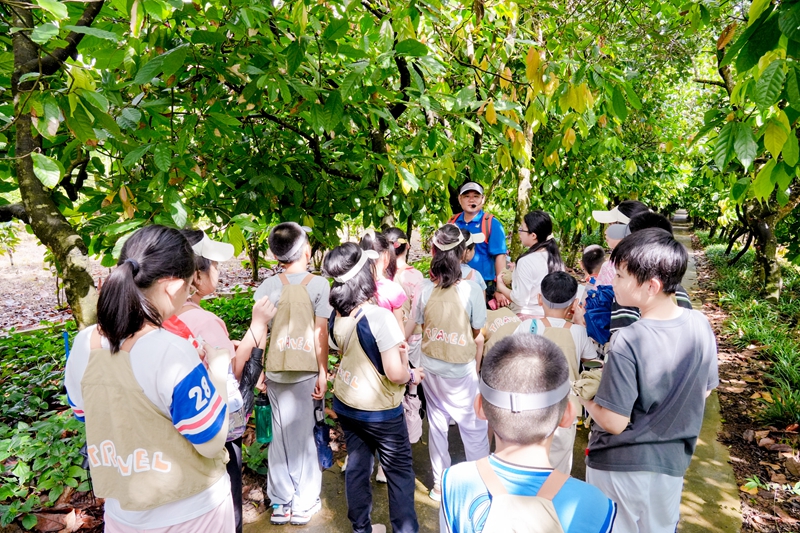 營員們?cè)谧匀徽n堂上認(rèn)識(shí)可可樹。興隆熱帶植物園供圖
