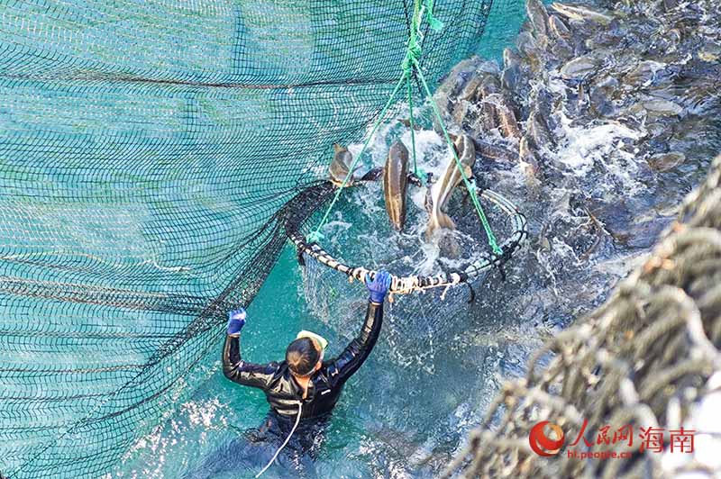 潛水員將魚趕入網(wǎng)中。人民網(wǎng)記者 牛良玉攝