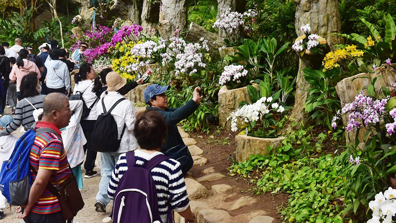 1月26日，寒假伊始，眾多游客漫步在亞龍灣熱帶天堂森林旅游區(qū)賞花觀景，登高望遠(yuǎn)，體驗(yàn)熱帶雨林游的樂趣，樂享暖冬三亞的美麗風(fēng)光。黃慶優(yōu)攝