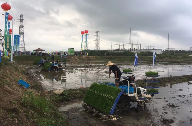 海南三亞，種業(yè)CRO企業(yè)在“幫科學(xué)家種地”。受訪者供圖
