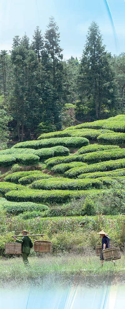 在福建省武夷山佛國(guó)巖的一處生態(tài)茶園，茶農(nóng)正在勞作。 陳 穎攝